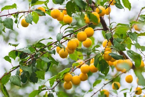 Yellow Cherry Plum Fruits On The Tree During Ripening Stock Photo
