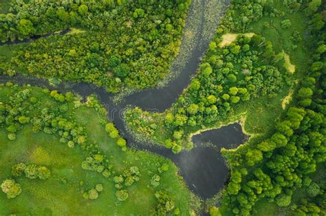 Aerial View Green Forest Meadow And River Marsh Landscape In Summer