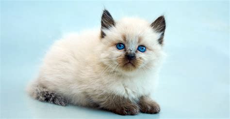 Birman Vs Balinese Breed Comparison Mycatbreeds