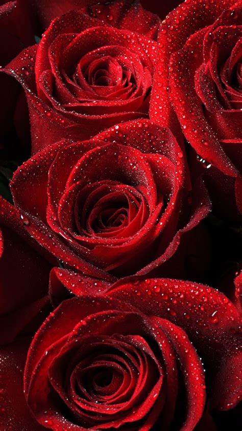 Roses Red Drops Petals Iphone 6 Plus Wallpaper Red Roses