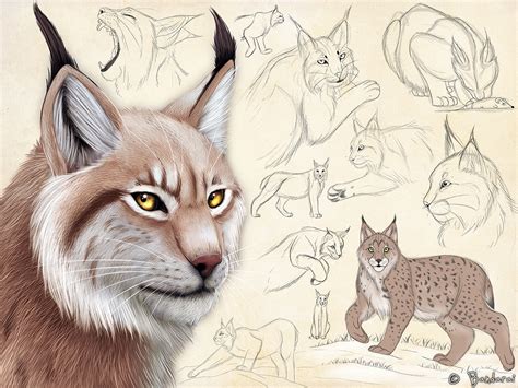 Eurasian Lynx Sketch Page By Bandarai On Deviantart
