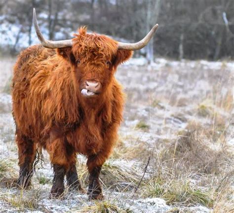 Pin By My Beautiful Scotland On Highland Cows Long Haired Cows Cow