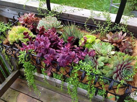 180 Best Images About Succulent Window Boxes And Containers