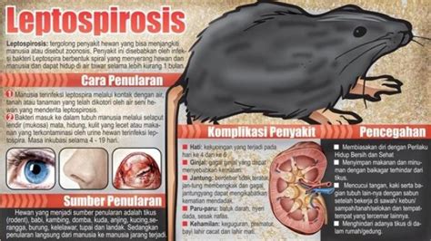 Kasus Leptospirosis Di Indonesia Sejak Tahun An Eropush News