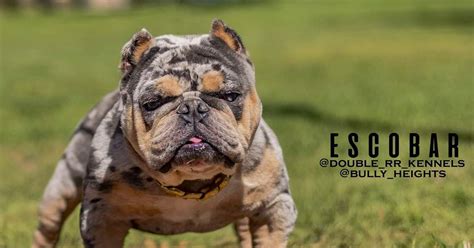 We pride ourselves on the quality of micro frenchie and service provided. Exotic Bullies