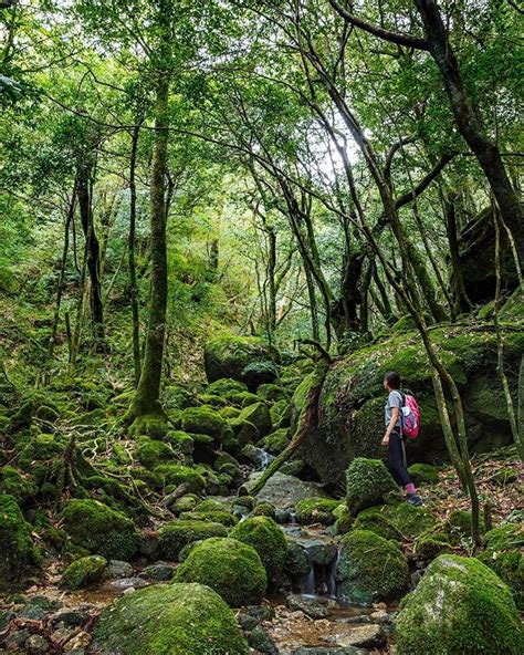 Grace Travel And Photography Sur Instagram The Thick Moss Covered