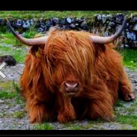 The Justin Beiber Of Cattle Scottish Highland Cow Highland Cattle