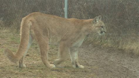 Cougars Cod And Bass Genomics Lab Digs Into Species Research Cbc News