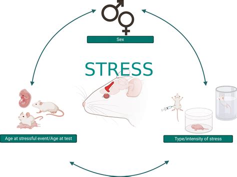 Sex Differences In The Neurochemistry Of Frontal Cortex Impact Of Early Life Stress Perry