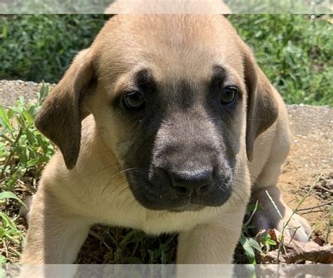 Labrador weight charts how much should my labrador weigh. Great Dane Labrador Mix Puppies For Sale