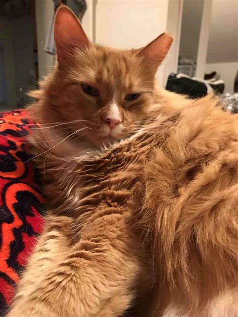 Pittsburgh Pa Handsome Orange Tabby Maine Coon Mix Cat