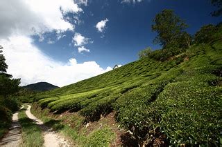 Spare some time to dawdle on the paths leading through the plantation. Sungai Palas Boh Tea Plantation Field | Note: Use of this ...