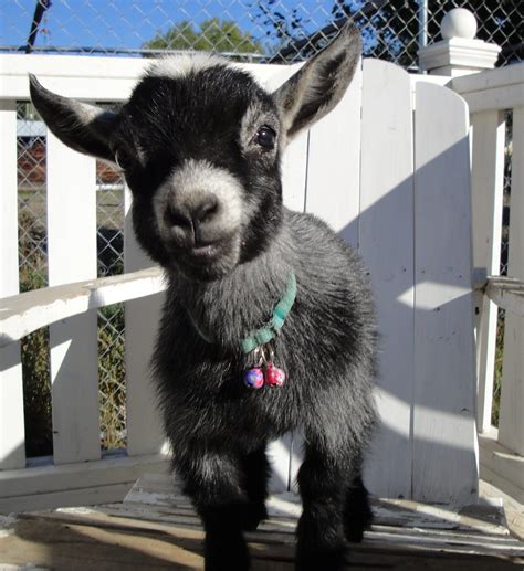 Little Miracle One Of Our Pygmy Goatsnearly Died At Birth And Is