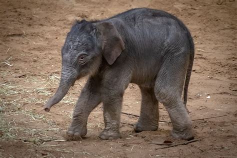 Free Image On Pixabay Elephant Young Animal Baby Cute Baby