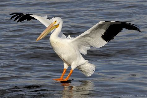 Pelican Birds Facts Latest Information And Pictures All Wildlife