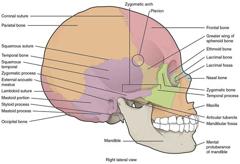 Lateral Skull Axial Skeleton Diagram Quizlet