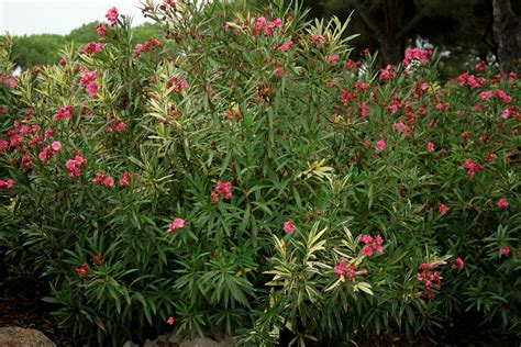 Unfortunately, oleander in the landscape is considered to be highly toxic whether the plant is fresh or dried. Nerium oleander "Variegata"