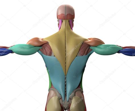 Muscles Of The Torso Back Muscles Of The Trunk Anatomy Diagram