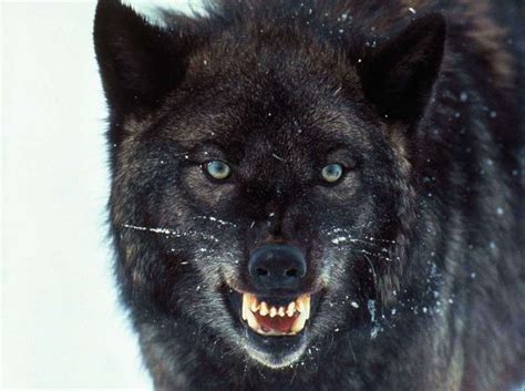 Black Wolf Wolves Photo 15996368 Fanpop