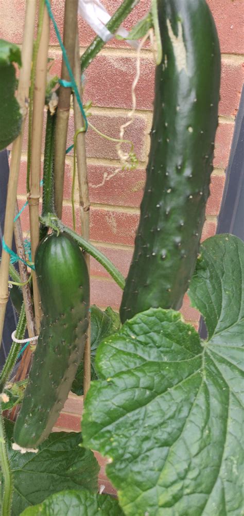 Picking Off Cucumbers — Bbc Gardeners World Magazine