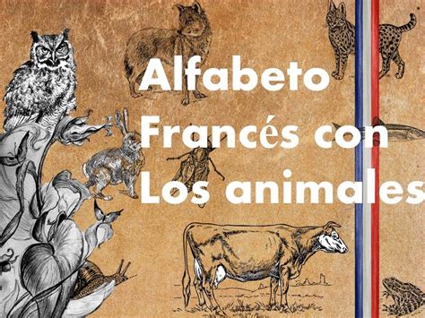 Idioma Francés Alfabeto Francés Con Los Animales Youtube