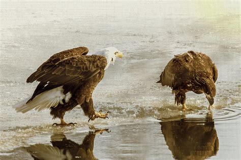 Bald Eagle Series 4 Here I Come Photograph By Patti Deters