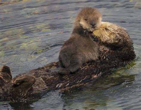 experts successfully reunite sea otter pup with its mother the marine mammal center