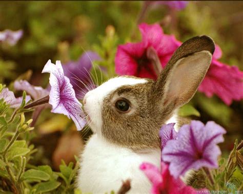 Cute Bunny Backgrounds Wallpaper Cave