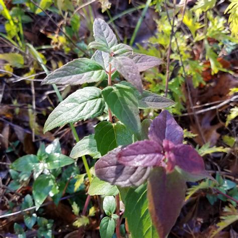 A Plant With Purple Leaves