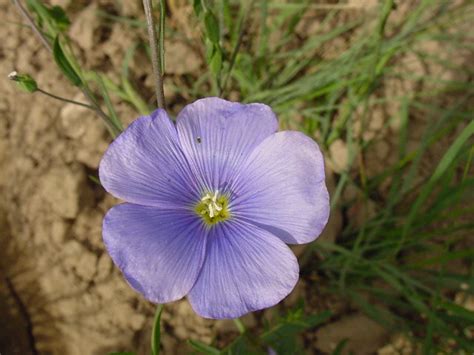 Linum Perenne Blue Flax — Landh Seeds Pacific Northwest Local Native