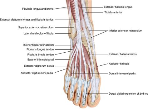 11 Muscles Of The Leg And Foot Musculoskeletal Key