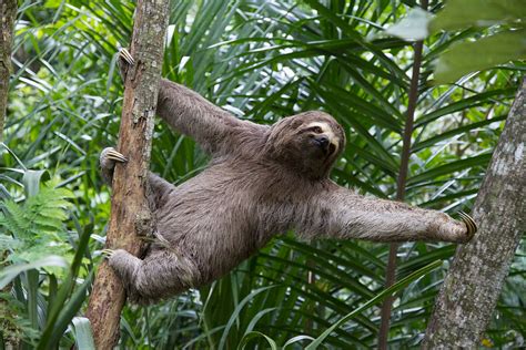 Now You Can Have A Sleepover With A Sloth And Sign Us Up Hellogiggles