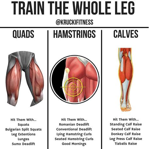 Can We Help You Shape Your Quads Most Definitely Use This Strong 5 Move Routine Gymguider