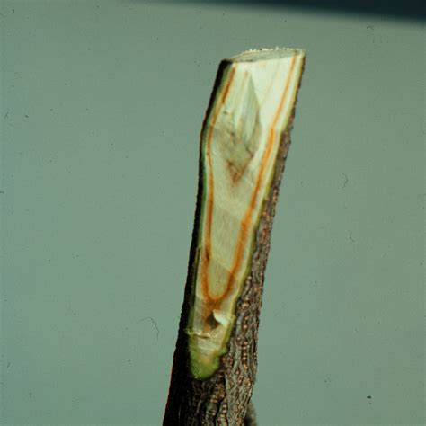 Verticillium Wilt Of Trees And Shrubs Wisconsin Horticulture