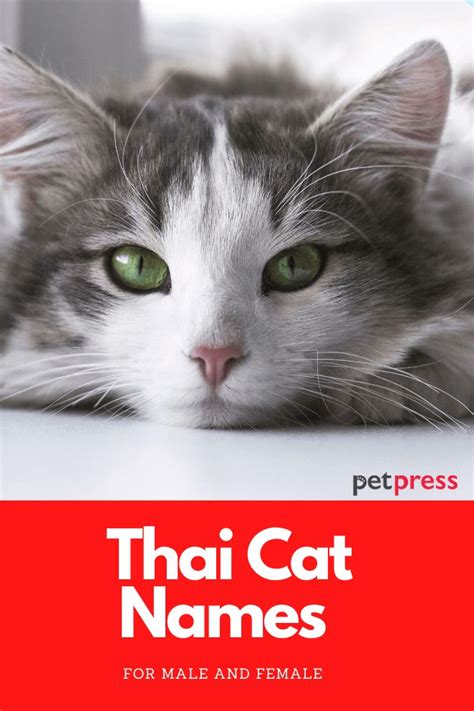 45 Thai Cat Names And Meanings Great Names For Kittens