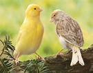 Canari mix couleurs • Élevage et vente d’oiseaux exotiques bec droit