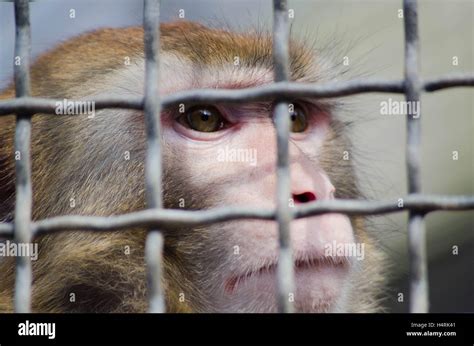 Monkey Looking Out Stock Photo Alamy