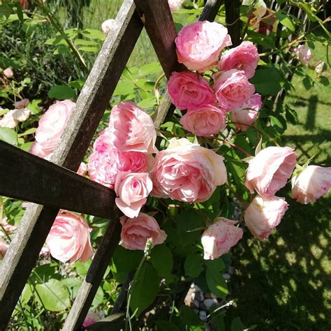 Mini Eden Rose Róża Pnąca Sadzonki Sprzedaż Wysyłkowa