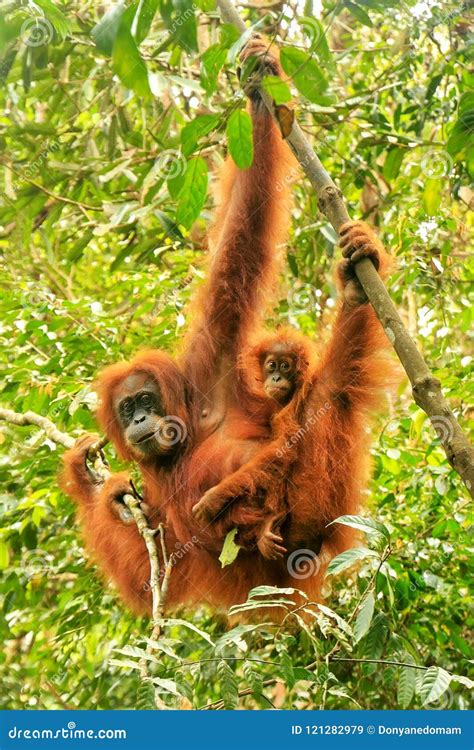 Female Sumatran Orangutan With A Baby Hanging In The Trees Gunung