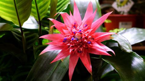 Pink Bromeliad Flower In Close Up Photography · Free Stock Photo