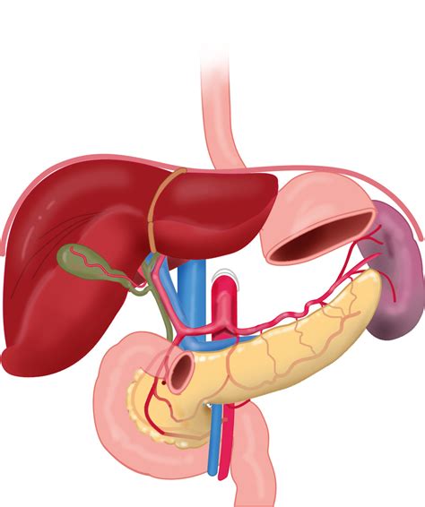 Leiden Drawing Arteries Of Pancreas Duodenum Liver And Spleen