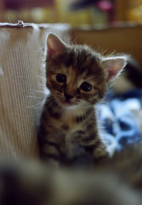 Kitten Sergey Ivanov Flickr