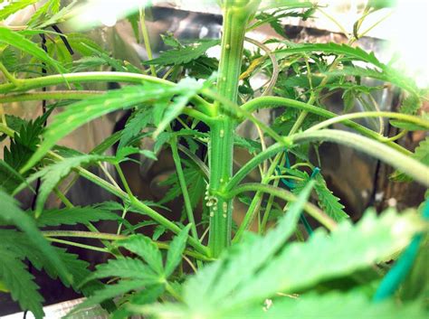 Kills flies, moths, cockroaches, silverfish, spiders and other insects as listed. Get Rid of Barnacles & Scales on Cannabis | Grow Weed Easy