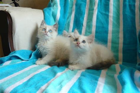 Of 1997 and has grown to be one of the largest and most respected animal welfare groups in los angeles. ragdoll kittens for adoption FOR SALE ADOPTION from los ...
