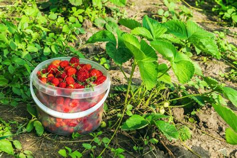 Harvesting Strawberries In Summer Or Autumn On The Plantation Full