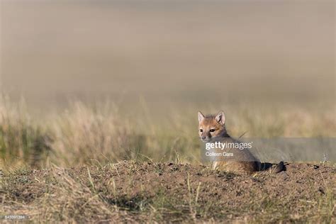 Wild Swift Fox Pup In The Canadian Prairies High Res Stock Photo