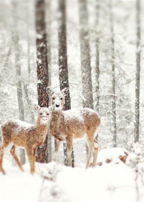 19 Gorgeous Photographs Of Wild Animals During Winter Time Demilked