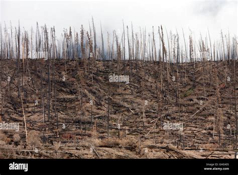 Charred Tree Trunks Burned By Forest Fire Jasper National Park