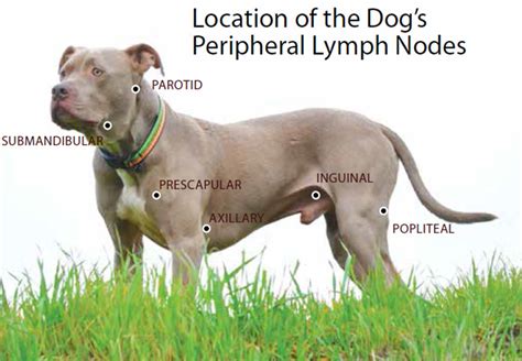 Canine Lymphoma Risk Factors Symptoms Diagnosis And Treatment