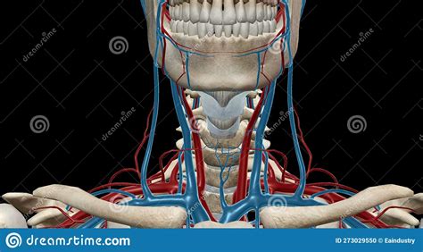 The Carotid Sheath Contains The Common And Internal Carotid Arteries